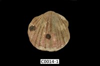 藏品(腕足動物)的圖片